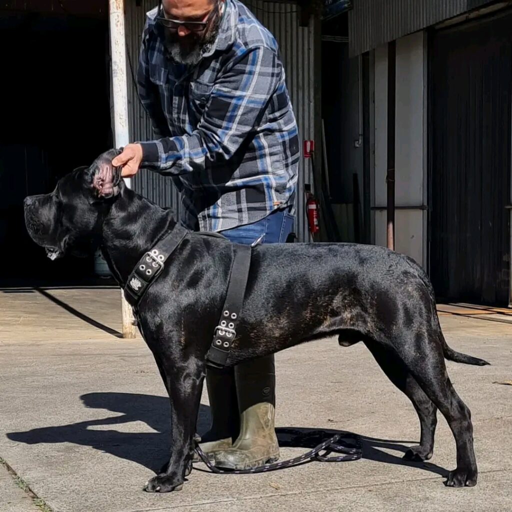 gallery-cane-corso-1