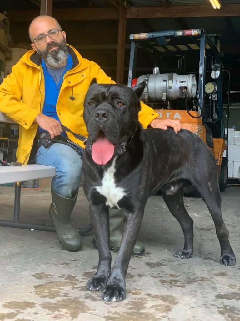 gallery-cane-corso-2
