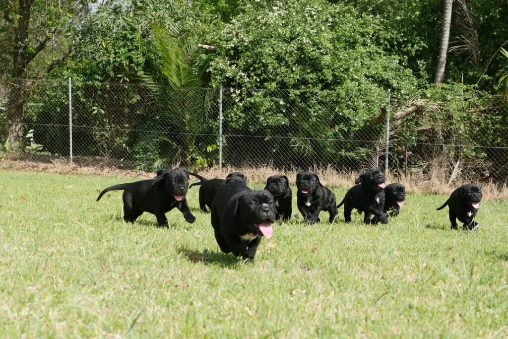 gallery-cane-corso-3