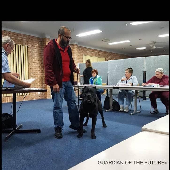 gallery-cane-corso-4