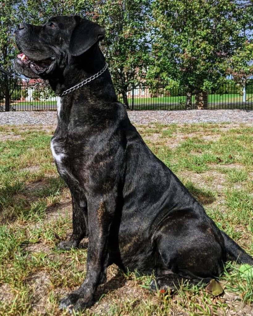 gallery-cane-corso-5