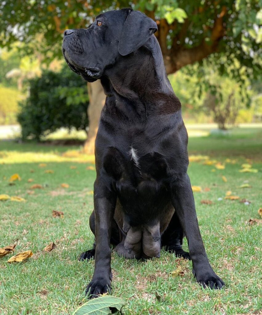 gallery-cane-corso-6