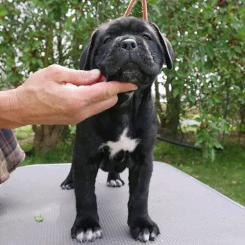 choose a Cane Corso puppy with a healthy Cane Corso puppy