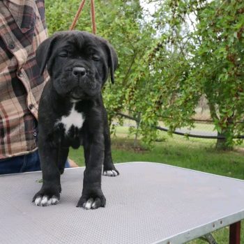 cane-corso-apollo-2