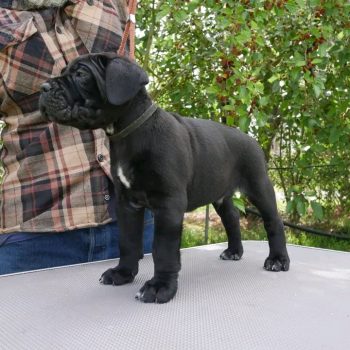 Cane Corso puppy adoption checklist with a healthy Cane Corso puppy