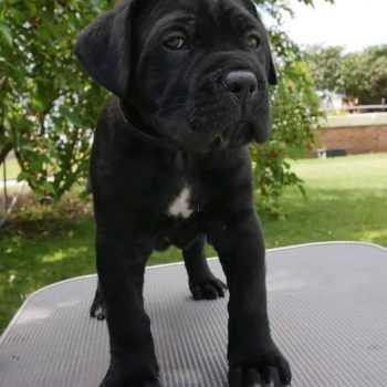cane-corso-athena-2