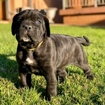 cane-corso-bella-1