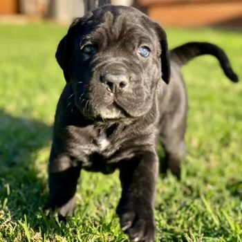cane-corso-bella-2