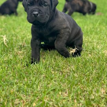 Cane Corso puppy temperament with a healthy Cane Corso puppy