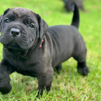 cane-corso-bruno-2