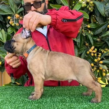 prepare home for Cane Corso puppy with a healthy Cane Corso puppy