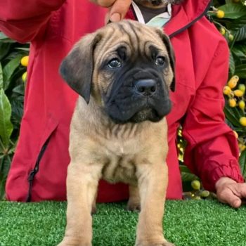 cane-corso-diesel-2
