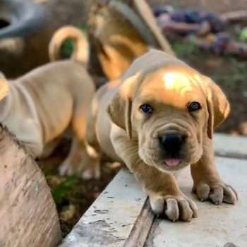 Cane Corso puppy training with a healthy Cane Corso puppy