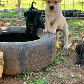 cane-corso-luna-2