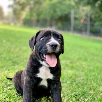 Cane Corso socialization with a healthy Cane Corso puppy