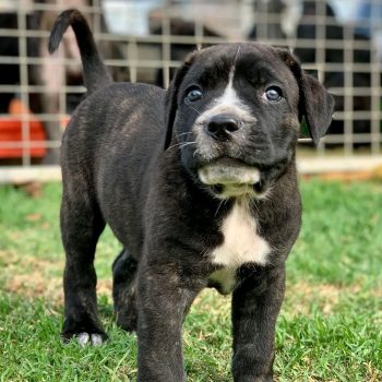 cane-corso-nala-2