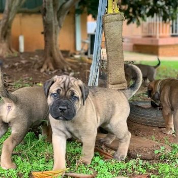 cane-corso-rocco-1
