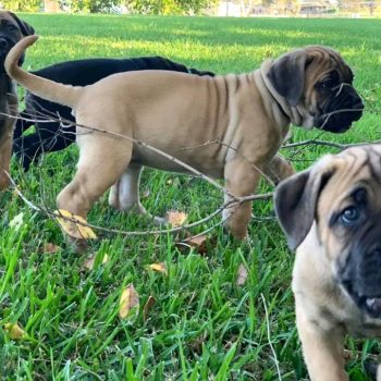 cane-corso-rocco-2