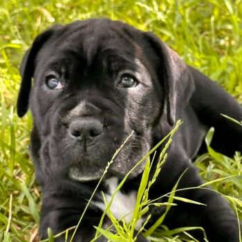 Cane Corso grooming with a healthy Cane Corso puppy