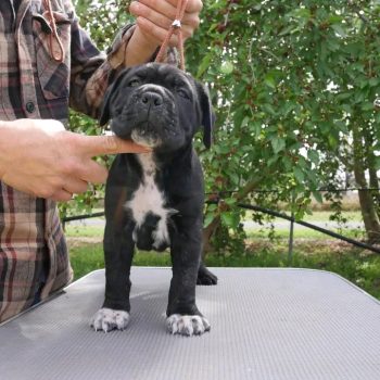 cane-corso-roxy-2