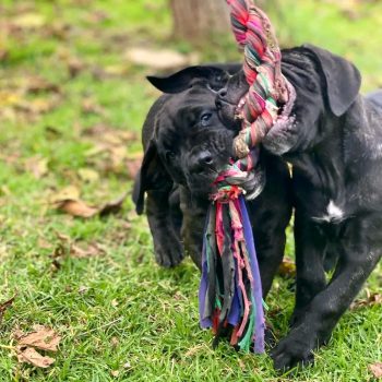 cane-corso-zeus-1