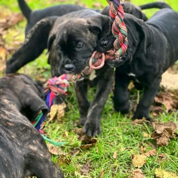 cane-corso-zeus-2